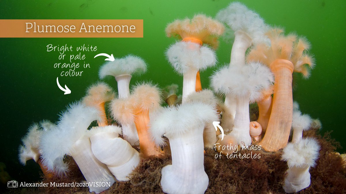 LivingSeasNW's tweet photo. How well do you know your anemones?
🤔🌊♨️
Closely related to jellyfish & corals, rue to being in the Cnidarian phylum, they have groups of stinging cells used for protection & to catch their prey!
🔴🐍⚪️🍓
Which is your favourite?
#Beadlet #Snakeslock #Plumose #Strawberry https://t.co/0YhKp66u26