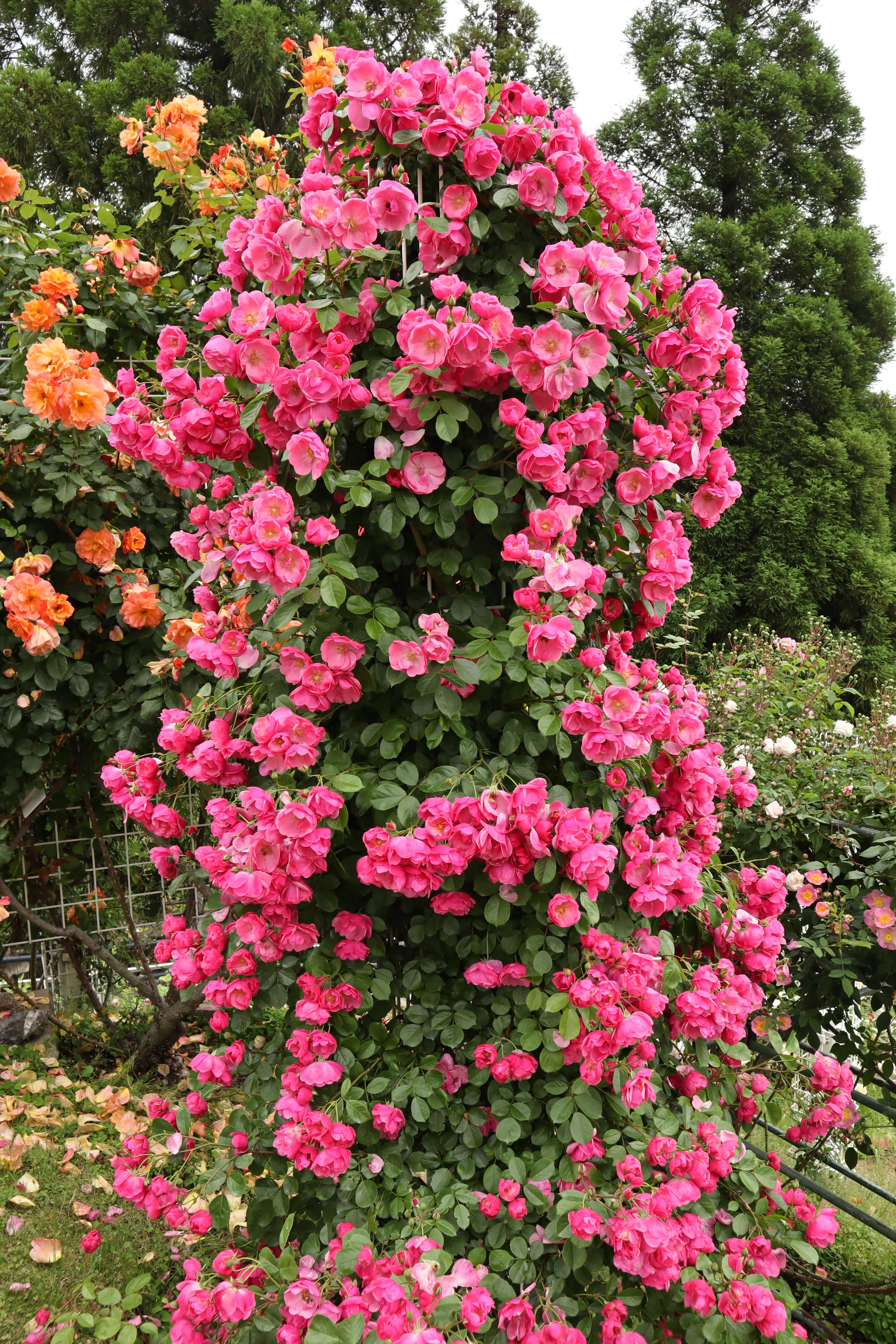 広島市植物公園 アンジェラ 1984年作出 非常に花付きの良い つるバラの人気品種 構造物に誘引すると一面がローズピンクに覆われるほどの開花を見せます バラ品種紹介 バラ園 広島市植物公園 T Co Pxillgfpc3 Twitter