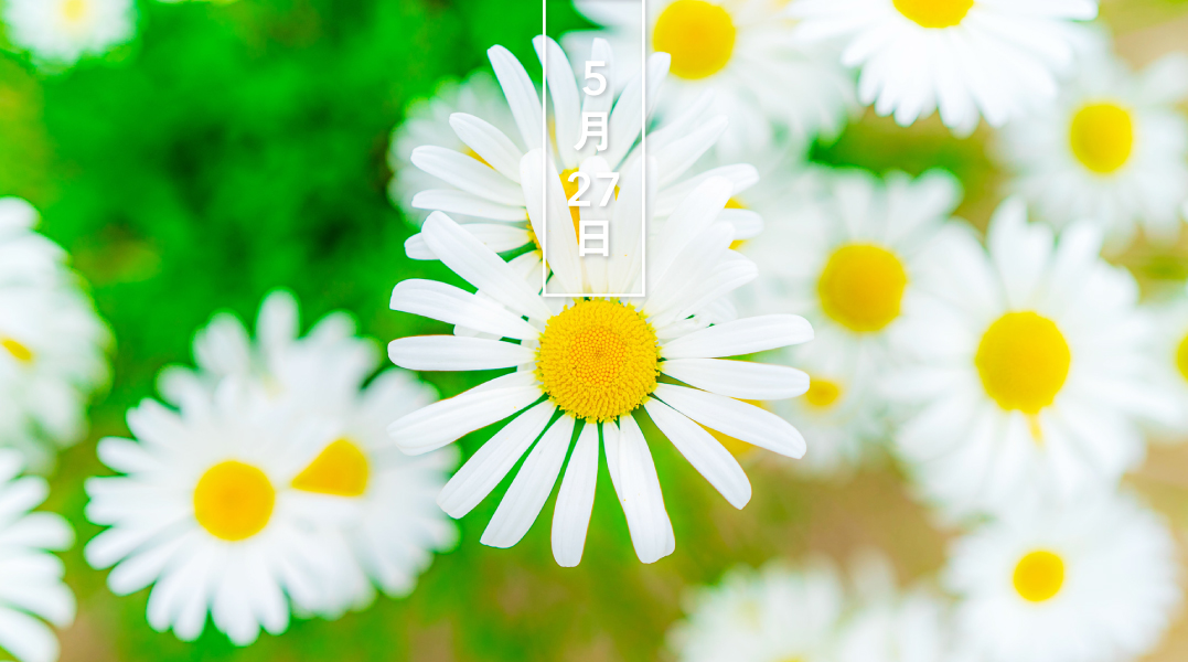 暦生活 こよみせいかつ シャスタ デイジー 花の日めくり 花言葉 忍耐 フランスギクに日本のハマギクなどを交配して生まれた園芸種 5 6月 マーガレットに似た雪白の花を咲かせます 名の由来はアメリカ カリフォルニア州の聖なる山 シャスタ