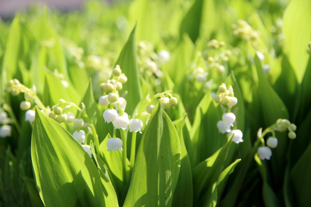美瑛町観光協会 美瑛子 そして すずらんの花開く季節にもなりました 憩が丘 Biei 美瑛 すずらん T Co Xaochfdbgv Twitter