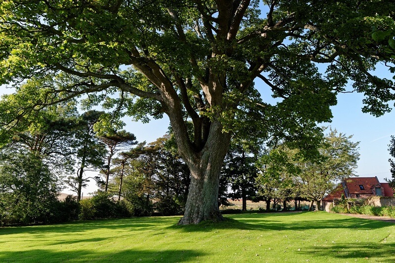 SteinTreeDe's tweet image. The #TreeCare experts from Stein Tree have put together a list of the top 10 things you need to do this spring to keep your landscape beautiful and valuable. Start here: bit.ly/3kwymte #SpringTreeCare