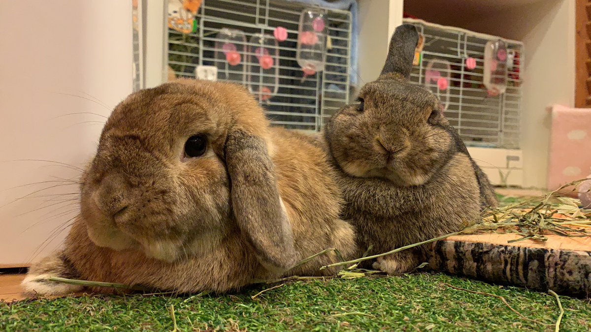 うさぎカフェ もふれる Moff Rell Twitter