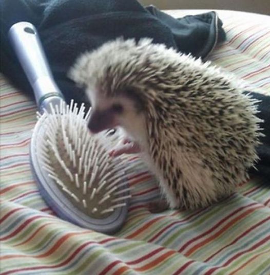 Irena Buzarewicz tweet media