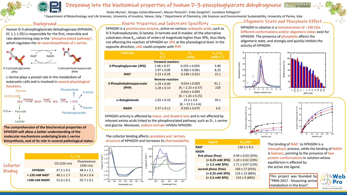 ProteinsOnTheWeb (@onproteins) on Twitter photo 🌐 WebPro presents... Deepening into the biochemical properties of human D-3-phosphoglycerate dehydrogenase by <a href="/GiuliaMurtas4/">Giulia Murtas</a> 🌐 WebPro presents... Deepening into the biochemical properties of human D-3-phosphoglycerate dehydrogenase by <a href="/GiuliaMurtas4/">Giulia Murtas</a>