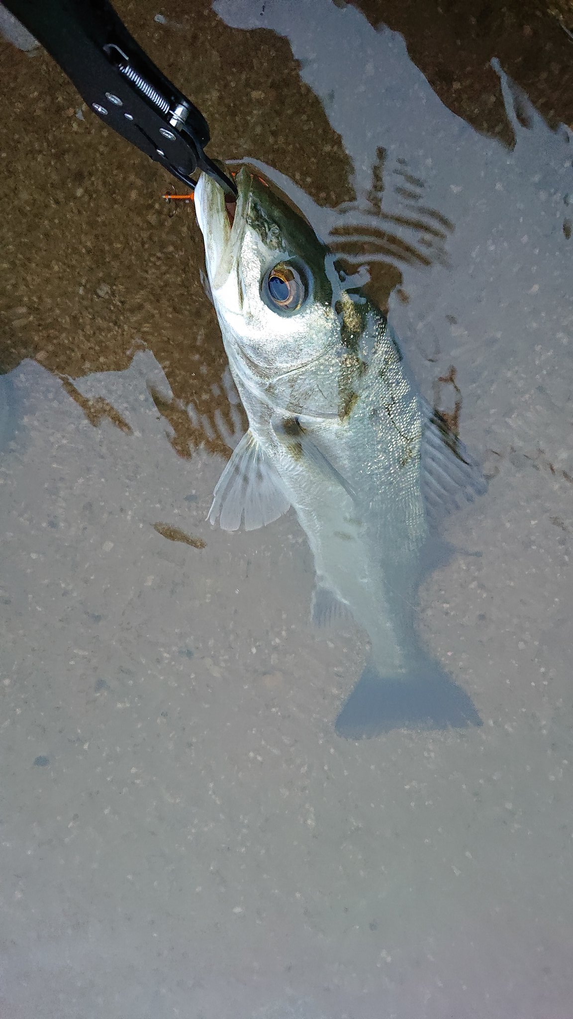 かつおの一魚一会録 5 19 5 00頃 宍道湖 シーバス Lure シュナイダー13 梅雨に入ってなかなかシーバスが口を使ってくれない ウェーディングしているとかなり水が冷たいので 不安定な水温が食い渋りの原因のひとつ あとは腕 山陰 釣り 釣果