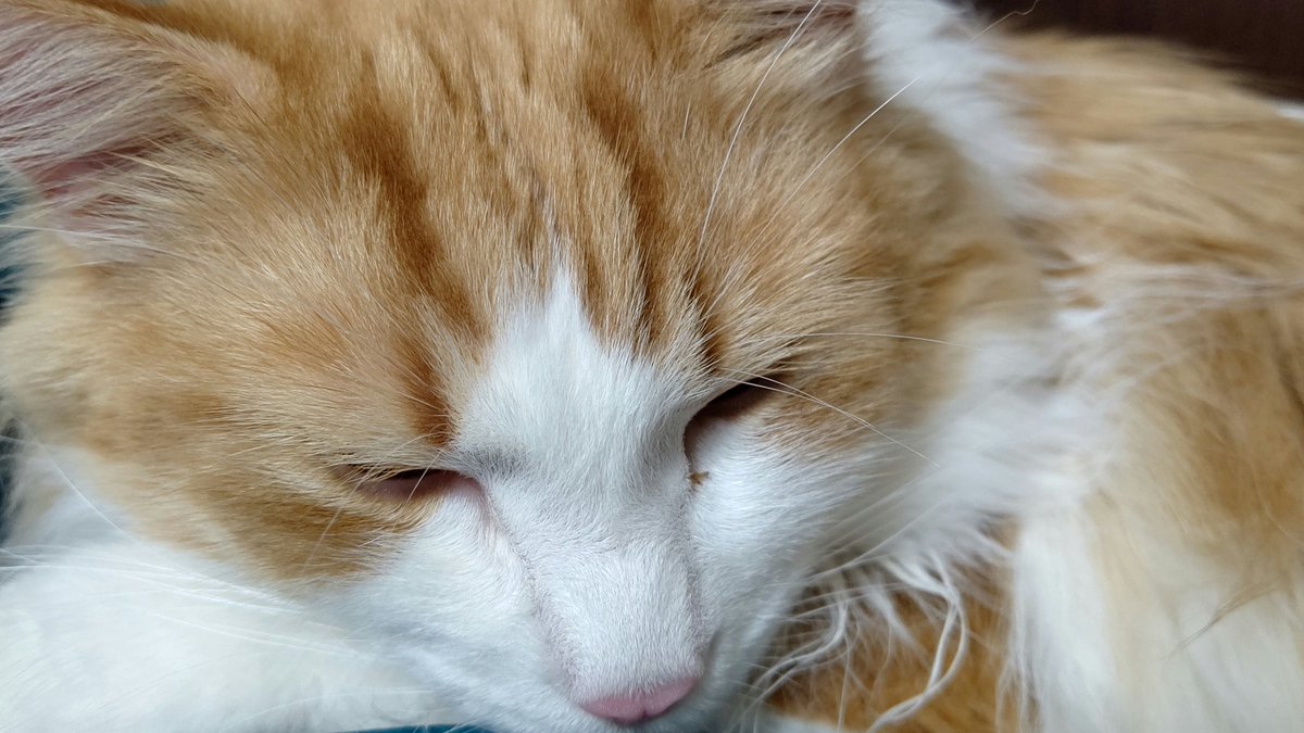 #平日のぬこ撮り部 