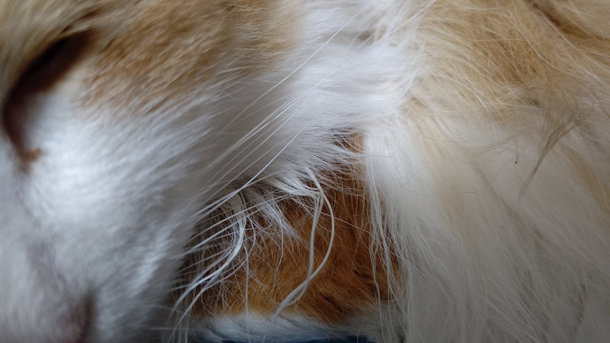 #平日のぬこ撮り部 