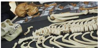 INTERNA93921722's tweet photo. #Biologicalanthropology, also known as physical anthropology, is a scientific discipline concerned with the biological and behavioral aspects of human beings, their extinct hominin ancestors &amp; related non-human primates. #Journal of International Social Research. https://t.co/KgLm609t3P