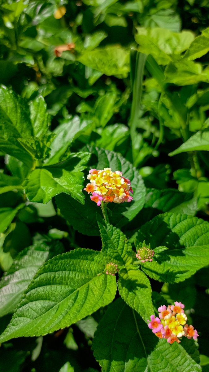 manncyclopedia's tweet image. 