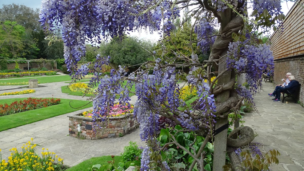 ian_hulf's tweet photo. Wisteria returns to us year on year, Climbing up and round with a little steer. Never failing to brighten our walls, With its hanging clusters of flowering jewels… #IansView #Wisteria #PrioryPark #Southend #FrontLineWorkersCare https://t.co/u0fBsYBU13