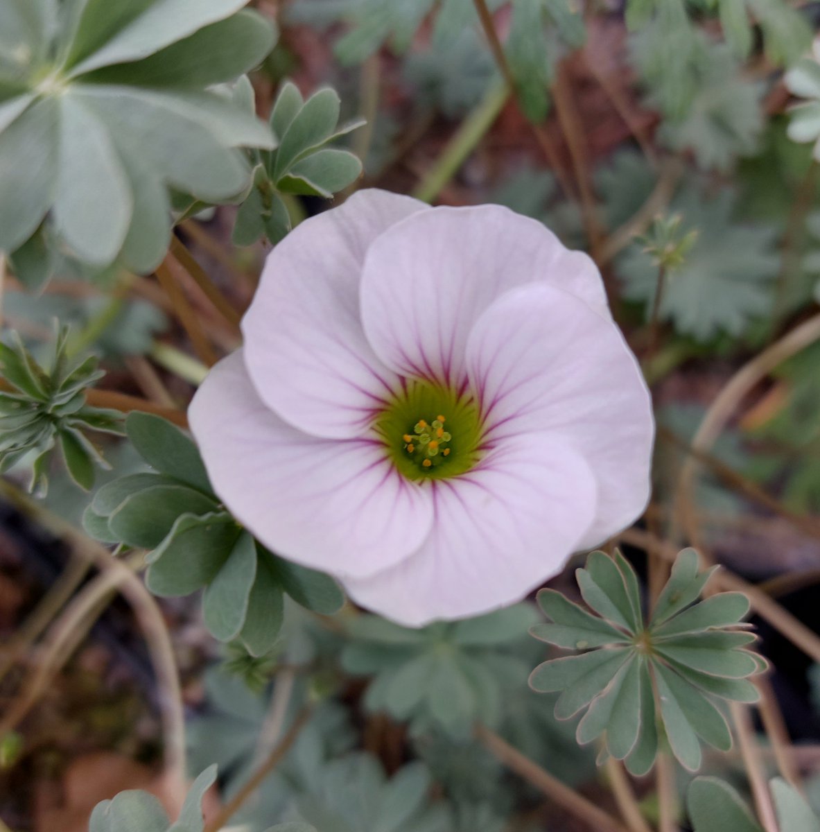 PlantPref's tweet photo. Oxalis 'Ute' is a delight for alpine trough or rock garden, or just grow it in a terracotta pot and bring it out when it's flowering. Drainage and full sun.
#oxalis #oxalisute #wellbehaved #rockgarden #alpinehouse #peatfree #fullsun #containergardening https://t.co/iTEiJGvqSC