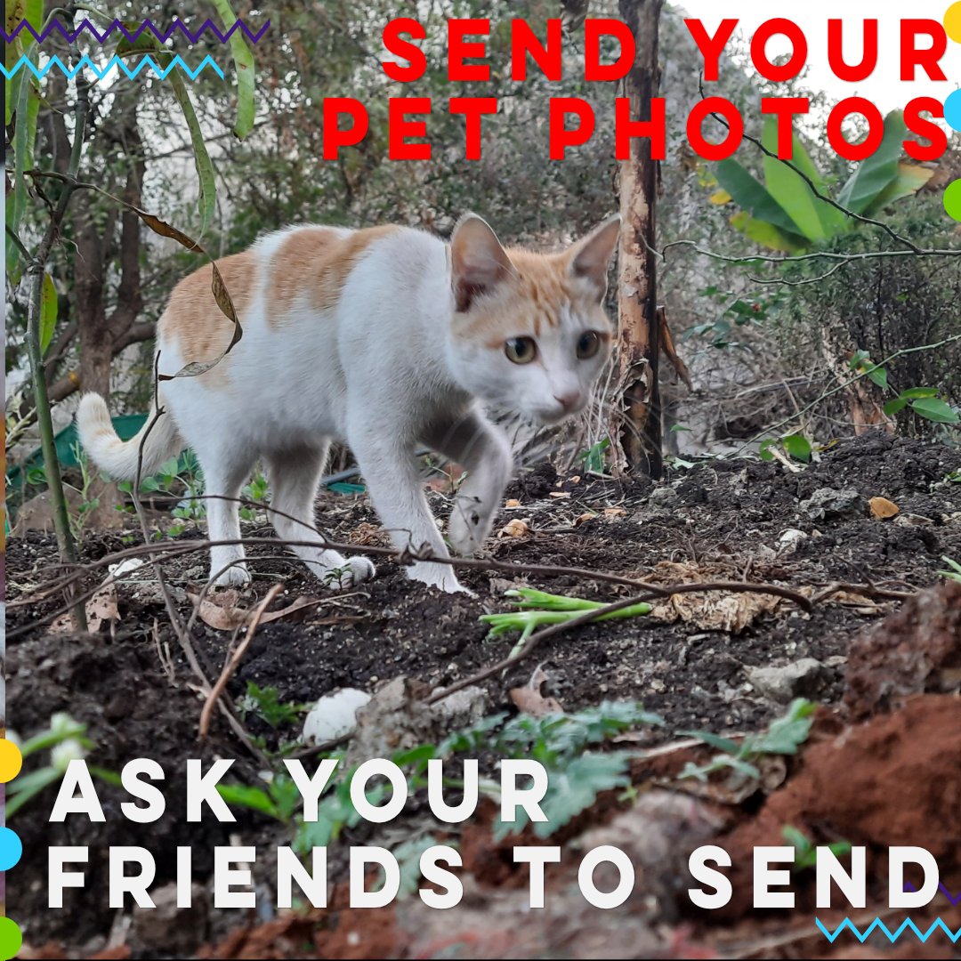 SimpleQueers's tweet photo. Meet our #founders #furryfriends. She was rescued from a busy road. 

Her name is Manjar and she thinks she is a #dog as she grew up with five dogs. Send your pet friend's photos to be published in our eMagazine. 

Entries open till 25 May 2021. 

#CatsOfTwitter #LGBT https://t.co/uyySfMpkOj
