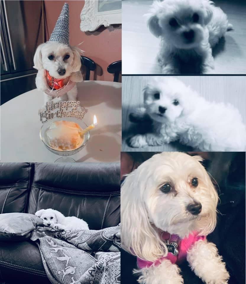 SincerelyWendee's tweet photo. Love my Leah 💕 such a mellow affectionate, brilliant, sassy little dog. I swear she thinks she’s the baby of the house. Can’t believe she’s 8 years old already. 😊😘💗✨ #mybaby #dogmom #may16 https://t.co/IG7IXxI6yc