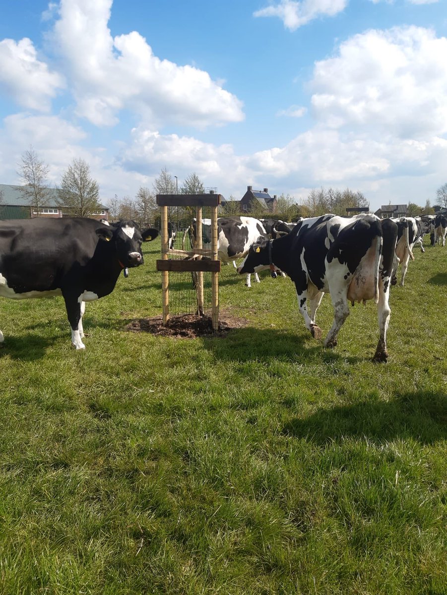 Ramona Schalkwijk uit Montfoort neemt bedrijf van ouders over; ze slaat gelijk nieuwe richting in; #agroforestry; 50 walnoten met koeien eronder, honingbessen en (medicinale) voederbosjes; stap net lef! ⁦<a href="/NMU_/">Natuur en Milieufederatie Utrecht</a>⁩ ⁦<a href="/ProvUtrecht/">Provincie Utrecht</a>⁩