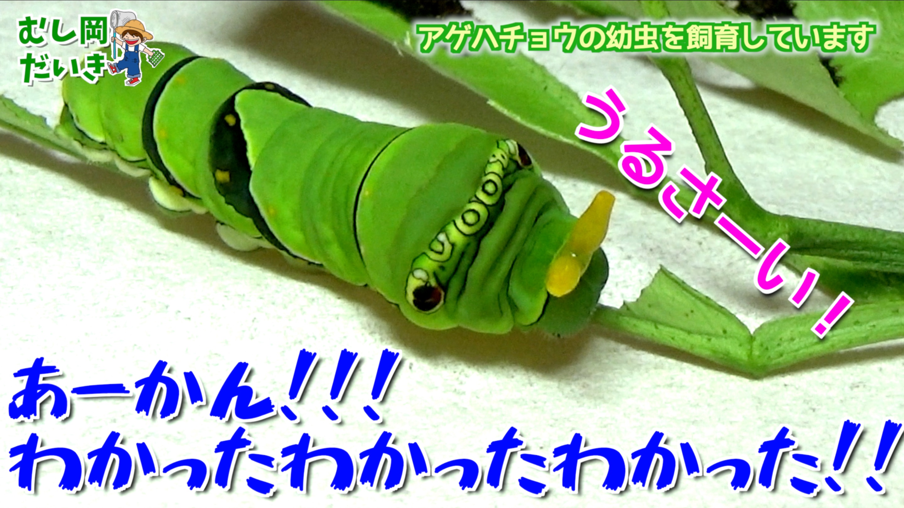 むし岡だいき 昆虫採集youtuber Youtube更新しました 激臭 アゲハチョウの幼虫のツノが臭すぎた アゲハチョウ幼虫飼育 2 T Co Hqnfnjf5ct アゲハチョウの幼虫飼育の第二話です ついに青虫へと変身した幼虫に餌換えが一苦労