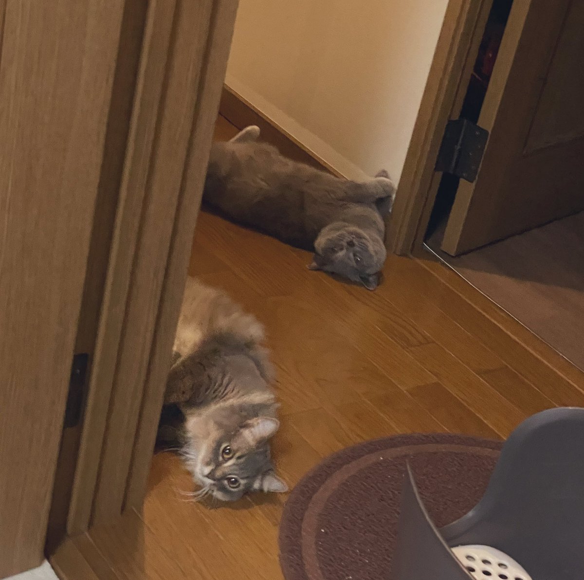 ひっくり返る Twitter Search