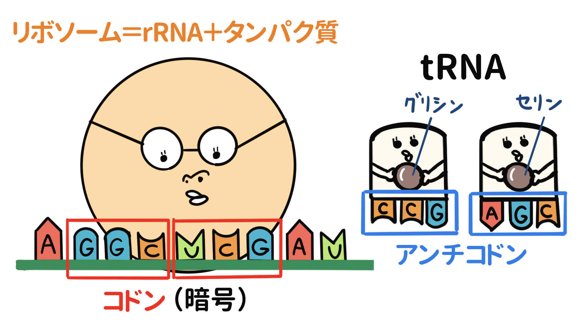 ゴロ 解剖生理イラスト 一年生におすすめの過去動画 タンパク質合成 転写と翻訳 T Co Ksxrlc3wlz 生理学を勉強する上で つまづきやすいポイント T Co 5eftckacsw Twitter