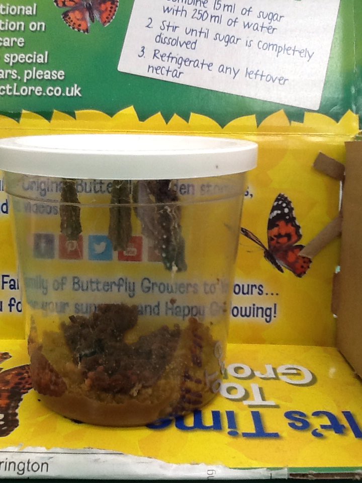 Foundation Stage - We have cocoons!