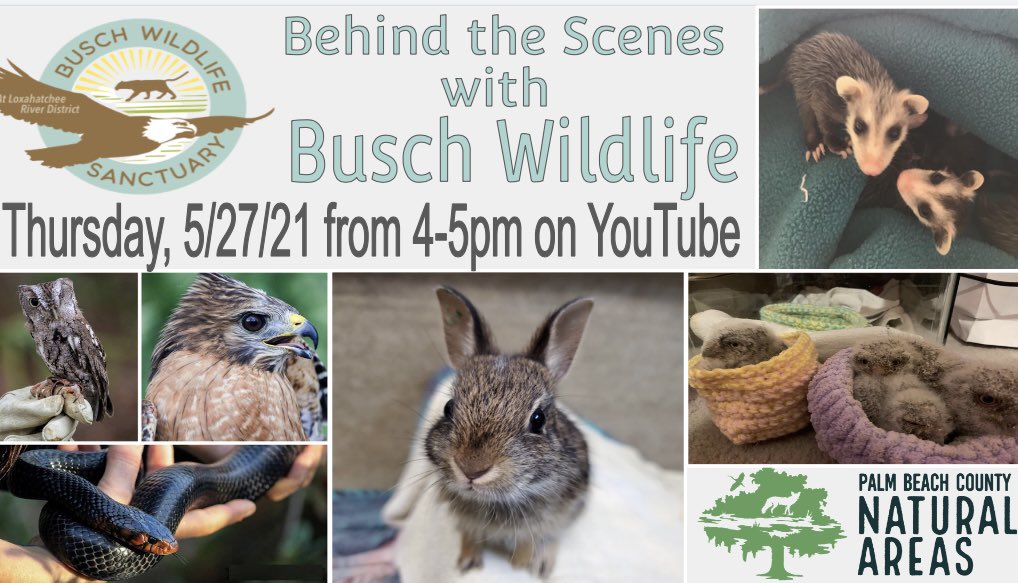 STEMagillPSMS's tweet photo. Do you want to go behind the scenes @BuschWildlife?! If so, please join us on Thursday, 5/27 from 4-5 to #explorewithERM and ask real scientists your questions live! (Link in comments) @pbcsd @PBCSDScience #GoingTheDistancePBCSD #WildlifeRehabilitation #SpringBabies https://t.co/HGv0wZxFDQ