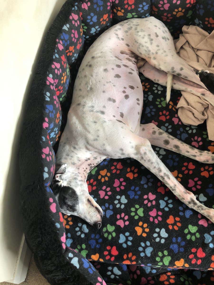 avery_linsey's tweet photo. #retiredgreyhoundday
Three in their beds❤️ https://t.co/3y2j6hD7B7