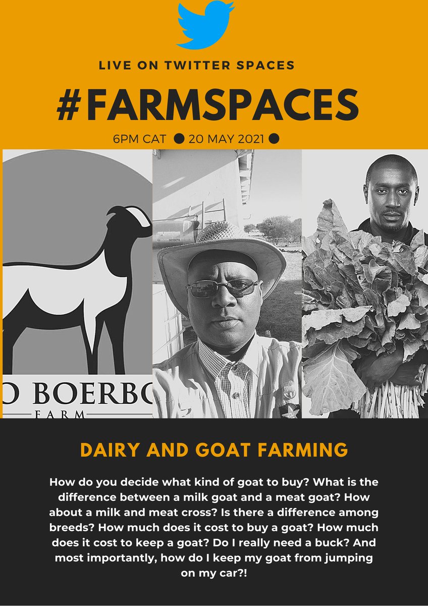 Gugulethu_CM's tweet photo. Tomorrow's #FarmSpaces is going to rock, I kid you not. @CalebKaruga @AbrahamApplegr2 @JayMukanya.

Join us and let's ask the experts on goat farming. 🇰🇪 🇿🇼 🇿🇦 https://t.co/iFCgSUaNUG