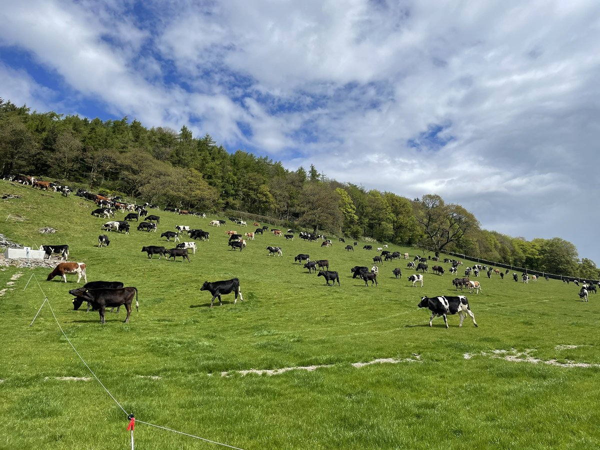 DafyddJonesBSc's tweet photo. Covers starting to get there at Garthmeilio. 263 heifers on daily shifts, keeping to 30 day rotation to try and get root depth for following round. Cattle doing a great job on improving the ground already #sharefarming #dailyshifts #regen #grassisking https://t.co/WaU98OYMQF