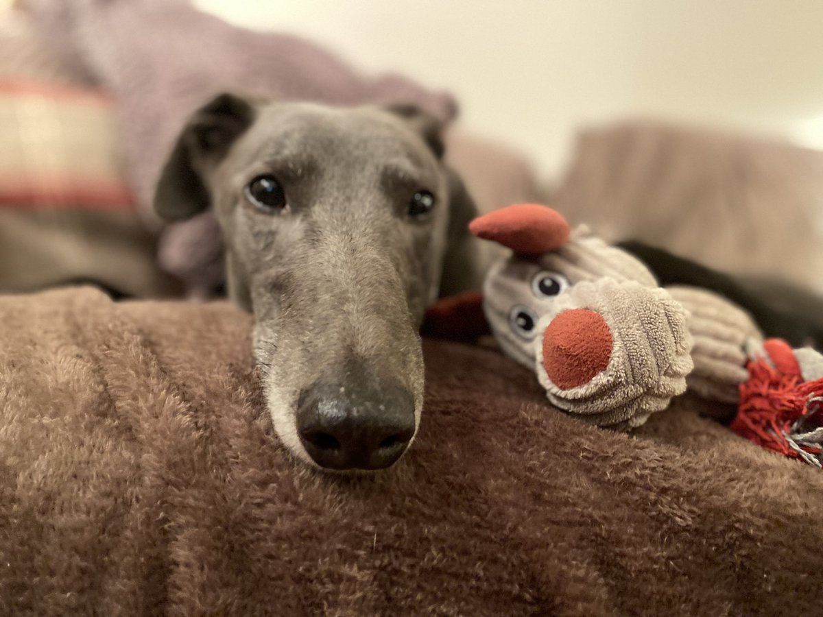 FOBRacing's tweet photo. It’s #RetiredGreyhoundDay and, in case you haven’t heard us say it before, they make awesome pets https://t.co/zXCaYotFKQ