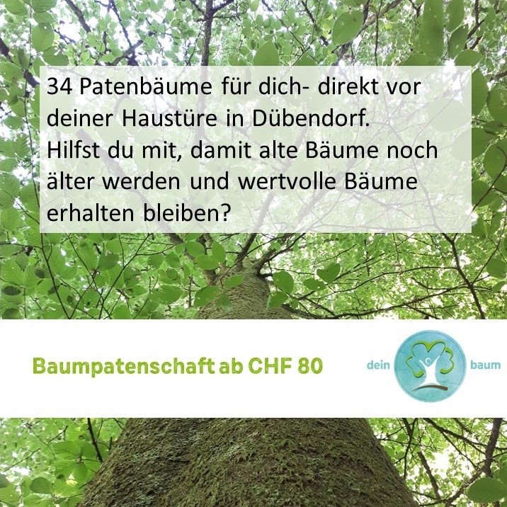 StadtDuebendorf's tweet photo. #deinbaum #Baumpatenschaft
Ziel des Projekts "deinbaum" ist die Erhaltung von ökologisch bedeutsamen Bäumen im Wald. Im Dübendorfer Wald sind Dutzende solcher Bäume in ein Inventar aufgenommen worden.
Unter https://t.co/iegEaFFFBp kann eine Baumpatenschaft abgeschlossen werden. https://t.co/DiRWOE5ZVN