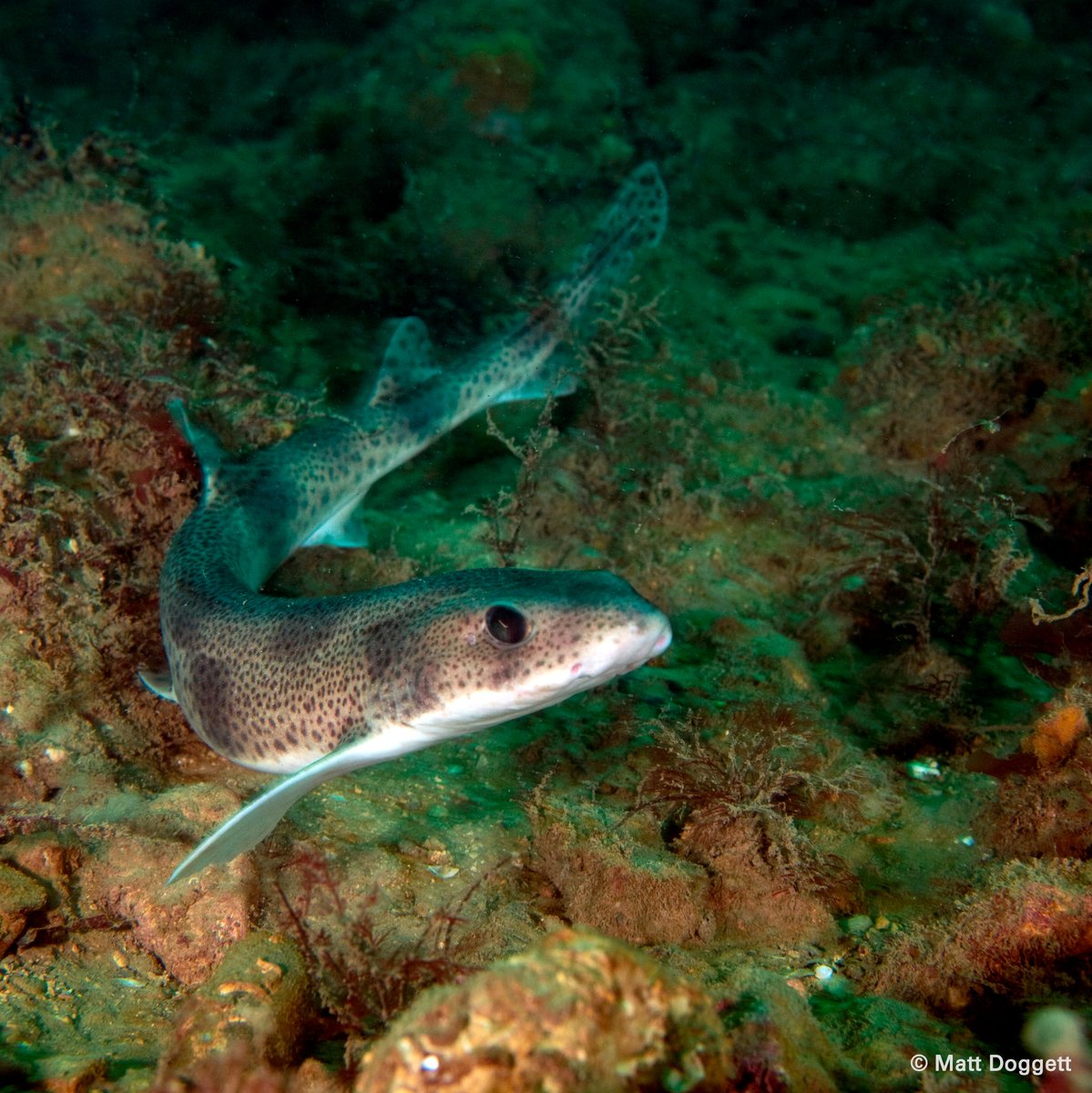 Did you know that small-spotted catsharks will curl up into a doughnut shape when threatened? 🍩 
They most likely do this to look bigger and harder to eat!
#WilderSolent #SecretsOfTheSolent