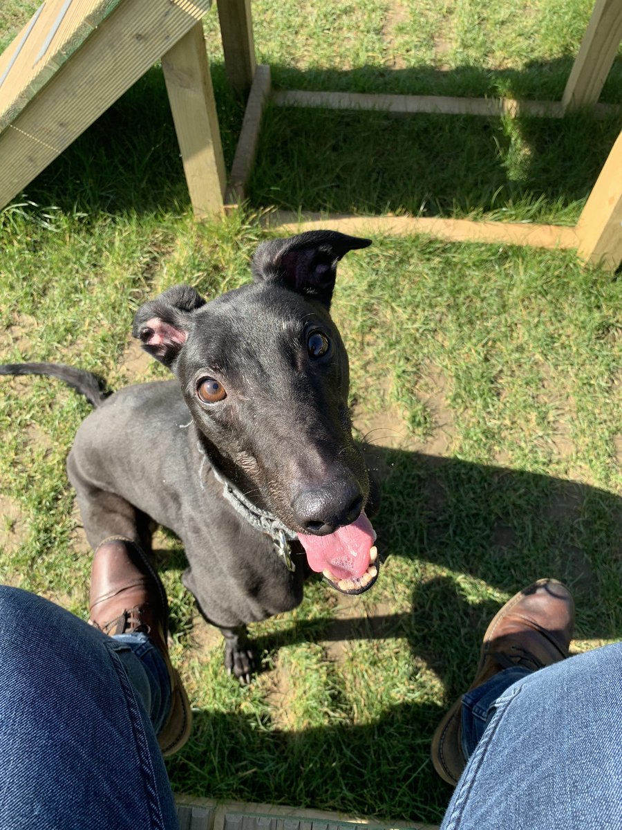 thomasianmichie's tweet photo. Sharing some photos of this lump enjoying retirement for #RetiredGreyhoundDay @Homes4hounds1 ☺️ https://t.co/ADRrTez9My