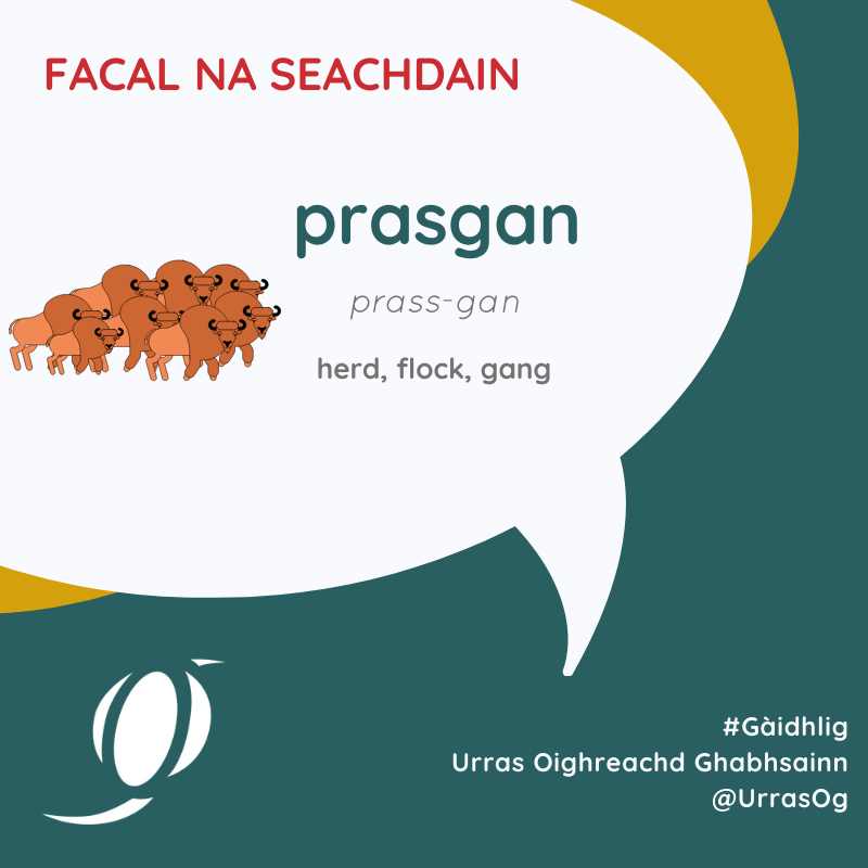 UrrasOG's tweet photo. Facal na Seachdain! Prasgan.

Gaelic word of the week! Prasgan.

#Gàidhlig #UrrasOG #FacalnaSeachdain #cleachdi #CLEACHDIAIGANTAIGH https://t.co/qCLMXkbWGz