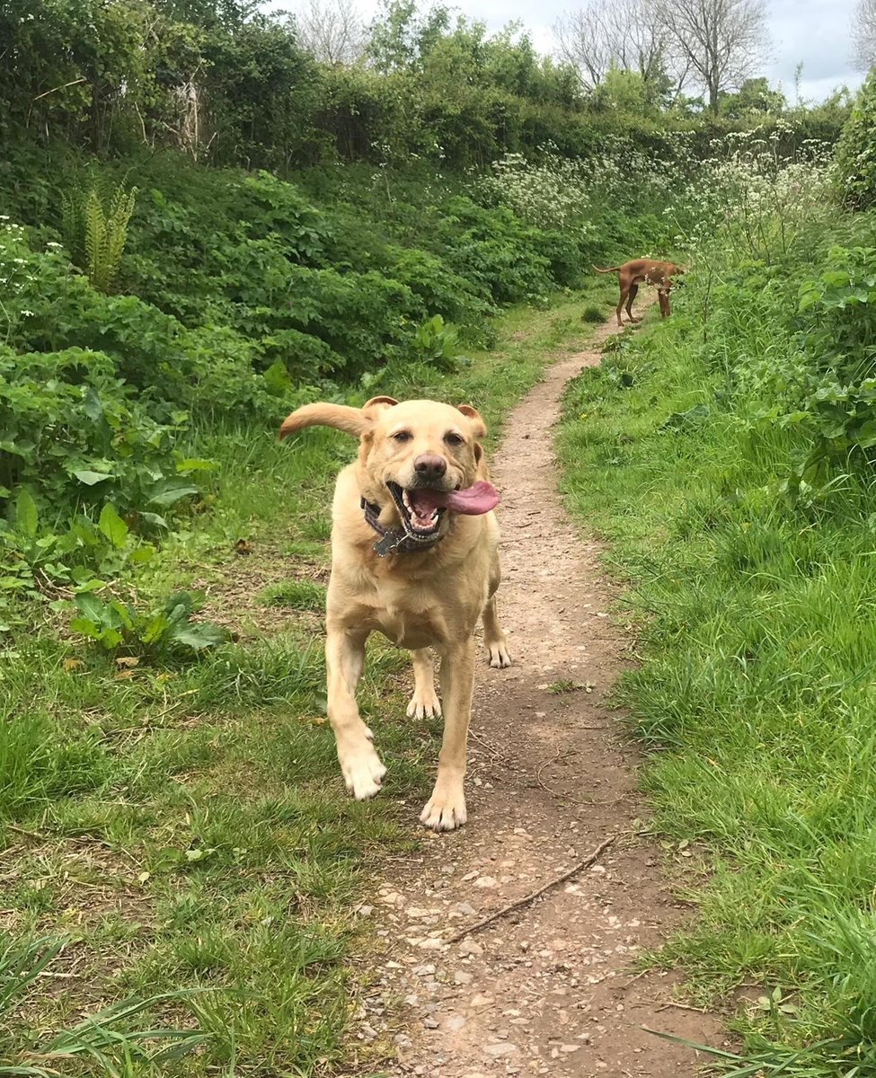 DevonLovesDogs's tweet photo. Casper, Maisey and Lottie have all joined Devon Loves Dogs, the free membership scheme for people who love their dogs and the countryside🐶 💙
#devonlovesdogs #devondogs #dogs https://t.co/LbUAXX11zZ