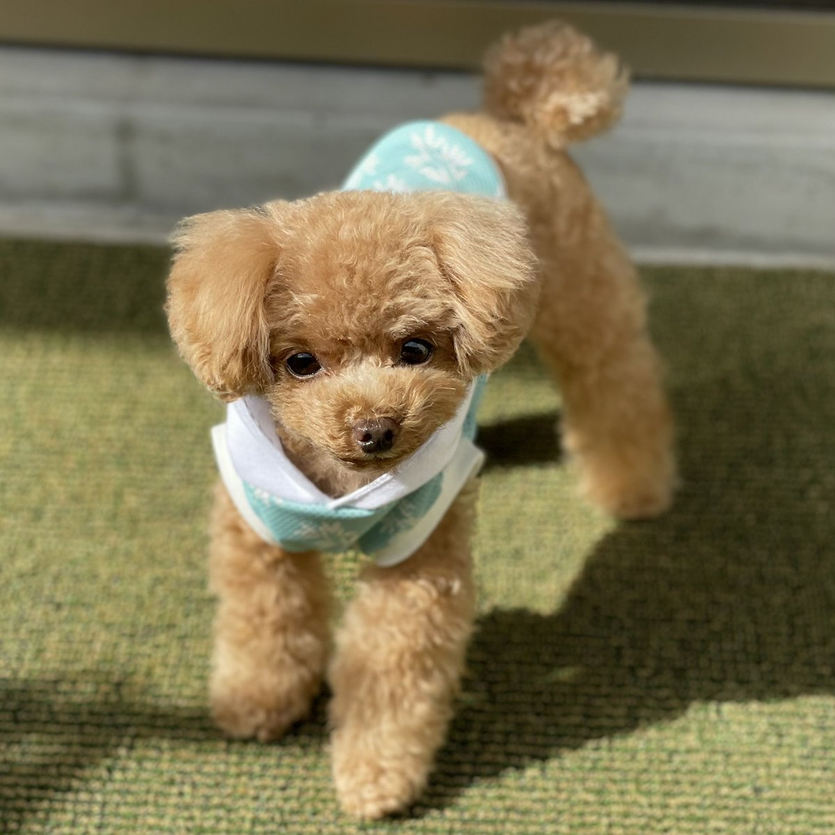 トイプードルのコロン Colon Toypoodle Twitter トイプードルのコロン Colon Toypoodle Twitter