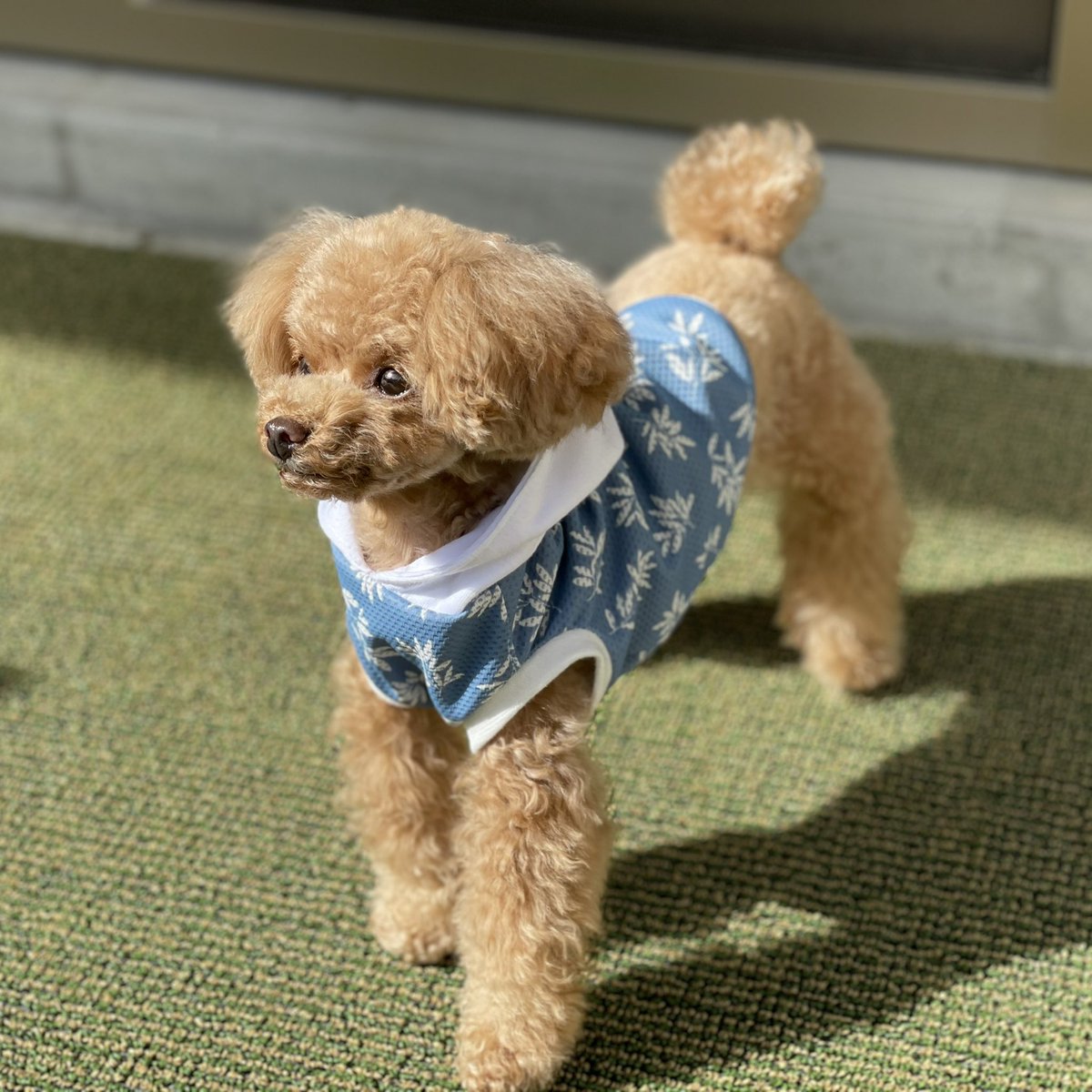 トイプードルのコロン Colon Toypoodle Twitter