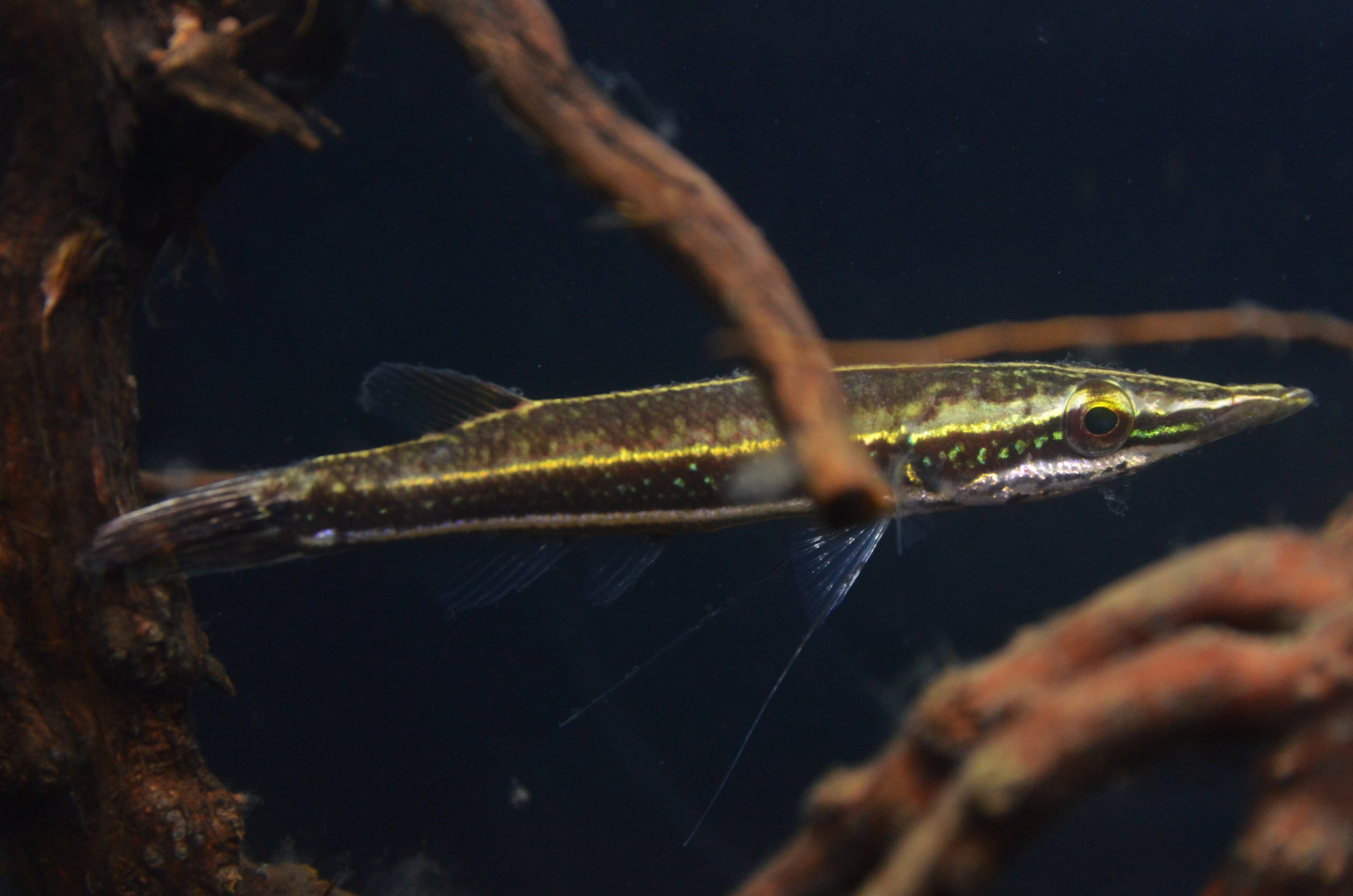 けんご 闘魚庵 Luciocephalus Aura ブルースポットクロコダイルフィッシュ トガリガシラの和名の通り独特な顔つきをした1属2種のアナバス まだ若い個体ですが 成長すると体側の黒いバンドの中にブルーのスポットがびっしり入る美魚になります 今回の