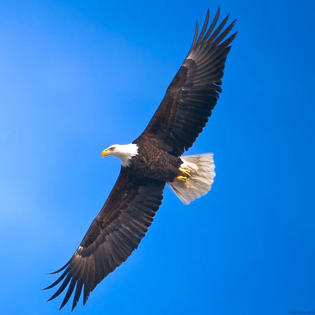 For anyone feeling tired, anxious, uncertain, burdened, sad, fatigued or weakened today, remember:

“...those who wait on the Lord shall renew their strength; they shall mount up with wings like eagles, they shall run and not be weary, they shall walk and not faint” Isa40:31