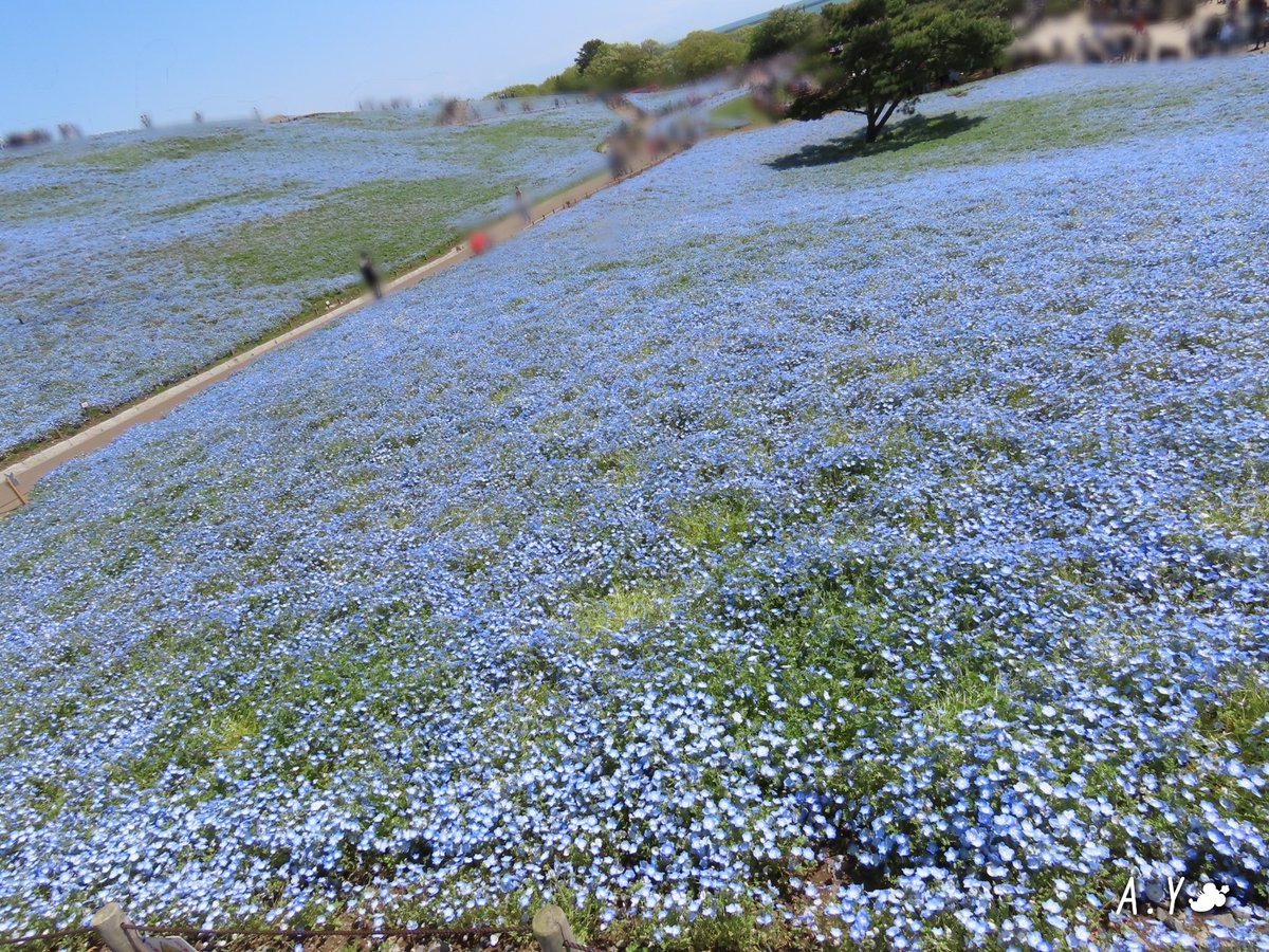 yumeasutw's tweet photo. #ひたち海浜公園 散歩⑩💠🚶‍♀️💠
　
青色の絨毯を
渡る風になって
💠💠💠💠💠🌱💠
💠💠💠🌱💠💠💠
💠🌱💠🌱💠🌱💠

#ネモフィラ #インシグニスブルー
#花 #flower
#青に癒されて
#茨城県
#ひたちなか市
#4月18日訪問
#a2021 #a0519 #a202105 #a2021054 https://t.co/vNDDbjKuAu