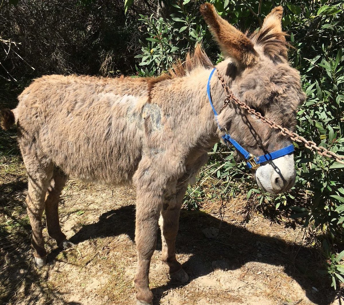 Skeletal donkey is latest resident of Easy Horse CareRescue Centre theleader.info/2021/05/17/ske…