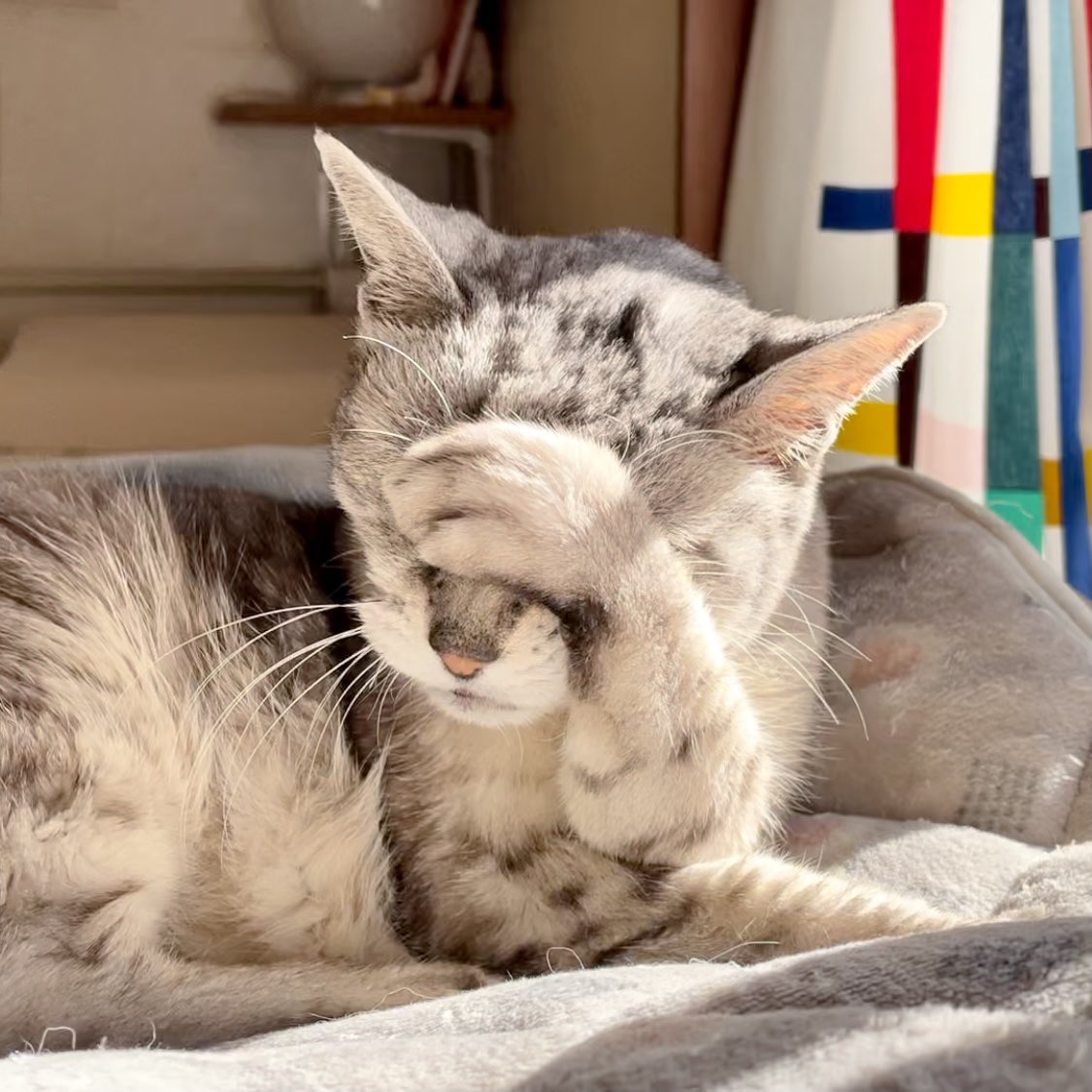 Ono Chan 先週 愛猫が亡くなった 18歳の長生きおばあちゃん 最後までよく生き抜いた クソほど泣いたが火葬を終えたら少し気持ちが落ち着いた でもまだ変な感じ 寝る時いつものように足元で丸くなってそうな気がしてる T Co Osaxlbav8x Ono Chan 先週 愛猫が亡くなった 18歳の長生きおばあちゃん 最後までよく生き抜いた クソほど泣いたが火葬を終えたら少し気持ちが落ち着いた でもまだ変な感じ 寝る時いつものように足元で丸くなってそうな気がしてる T Co Osaxlbav8x