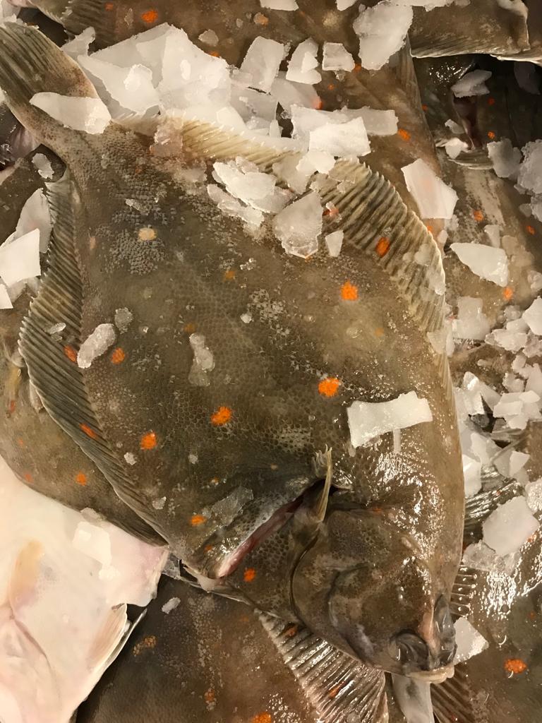 the plaice this morning is Banging, up from Brixham overnight and out the door!
