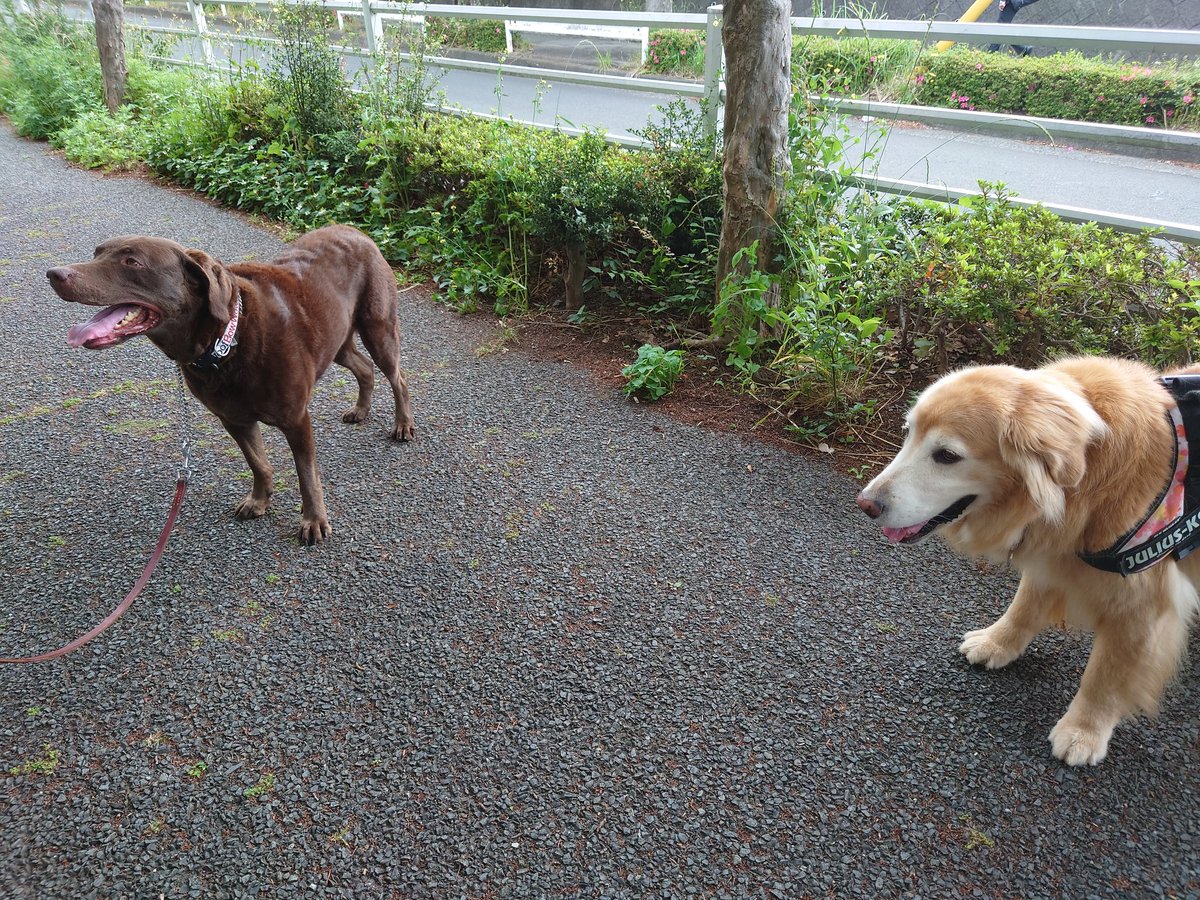 Akio へぇー レトリバー でも珍しい チェサピークベイレトリバー らしい ゴールデンレトリバー 散歩 ウエルネス フイットネス T Co Hllfqsn4el Twitter