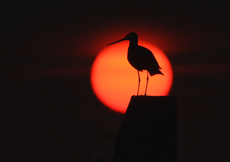 Het levende voorbeeld van goed beheer. In dit gebied redden ze grutto van de ondergang.

Zorg ervoor dat het leefgebied geschikt is, dan komen vogels als de grutto vanzelf weer terug frieschdagblad.nl/2021/5/19/zorg… via @Frieschdagblad <a href="/vogelnieuws/">Vogelbescherming NL</a> <a href="/VroegeVogels/">Vroege Vogels</a> <a href="/weideleven/">Stichting Weideleven</a>