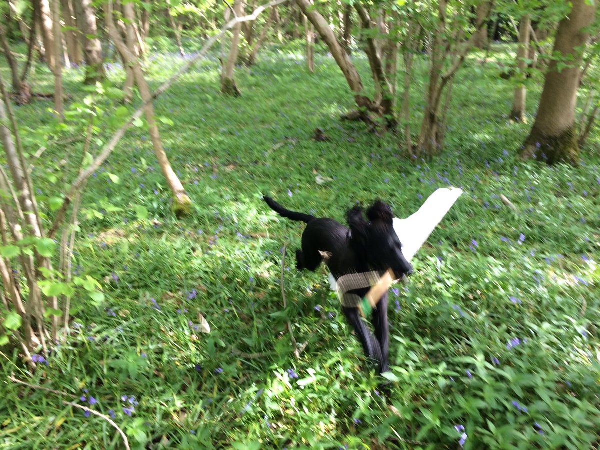 Random dog got very excited about helping me collect #ticks yesterday