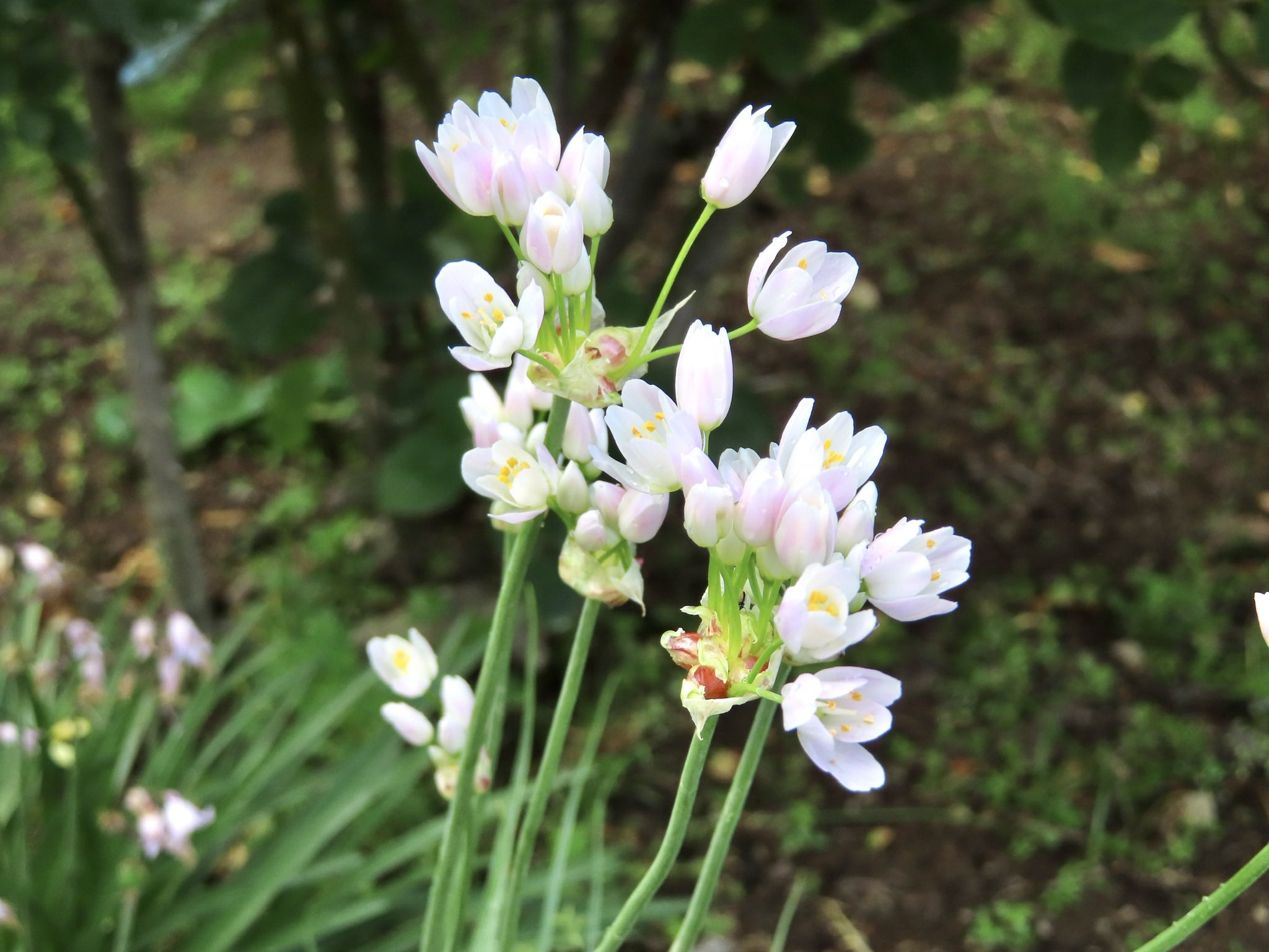 めい お疲れ様です アリウム ロゼウム ちいちゃくてほんのりピンク色で可愛いです