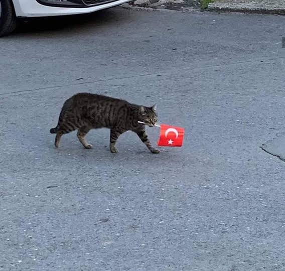 KediOzelHarecat's tweet photo. 19 Mayıs Atatürk'ü Anma, Gençlik ve Spor Bayramı kutlu olsun #19Mayıs1919 https://t.co/5aYQOIiUlq