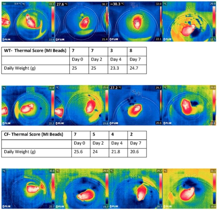 GIRCOR's tweet image. 💨🙏 #Mycobacterial #Infections: In vitro, and In vivo studies in #mice 🐁 reveal human mesenchymal stem cells with promising antimicrobial potency in the treatment against chronic lung infections 
…cellsjournals.onlinelibrary.wiley.com/doi/10.1002/sc…