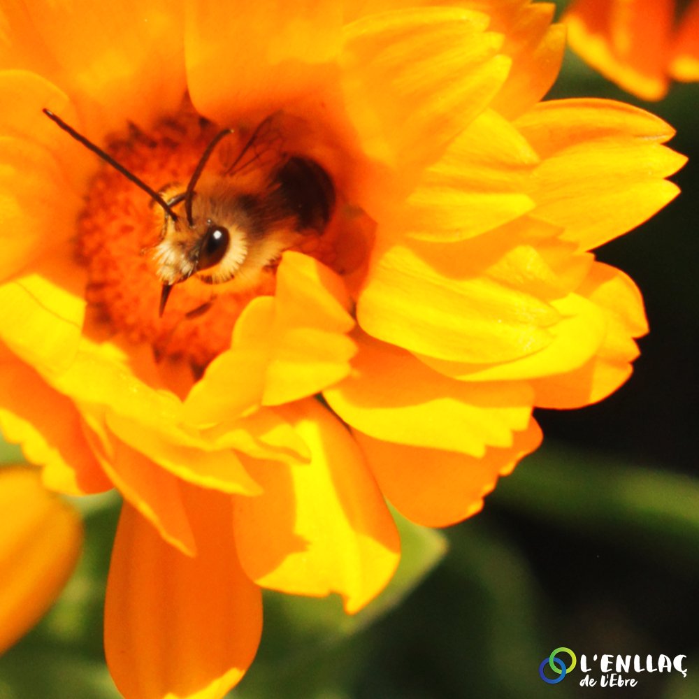 🐝 Avui és el Dia Mundial de les Abelles! Sabeu que sense elles no podríem viure en aquest planeta?

🍯 Igual que nosaltres no podríem viure sense les mels d' <a href="/abellaxana/">Abellaxana</a> ,  Benaiges i La Paquita.

#SomEbre #diamundiadelesabelles #biodiversitat