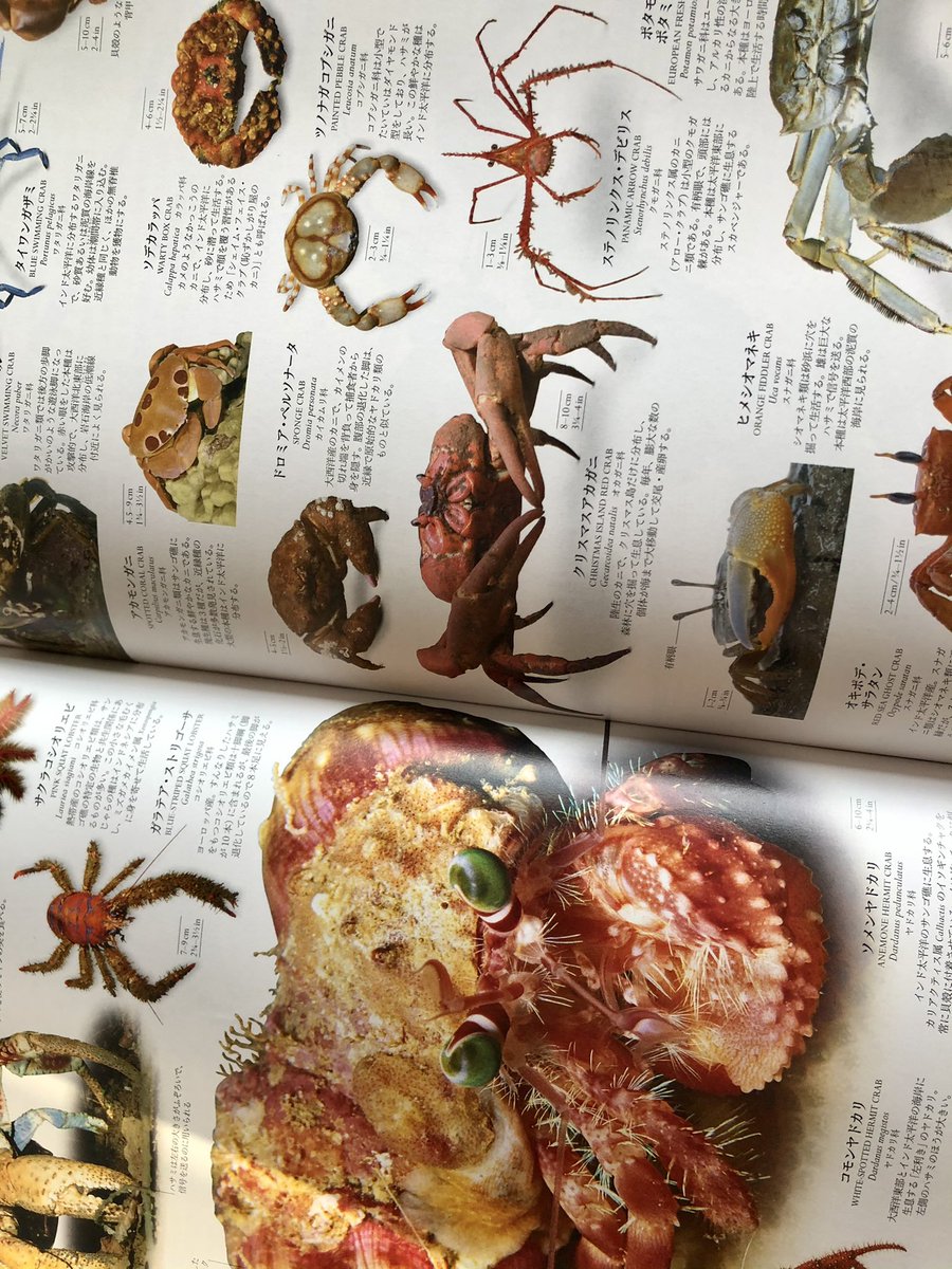 今日の釣果。結局アレから(5秒)悩んだ挙句、光の速さで買ってきました。
これは素晴らしい。妄想が捗るw 