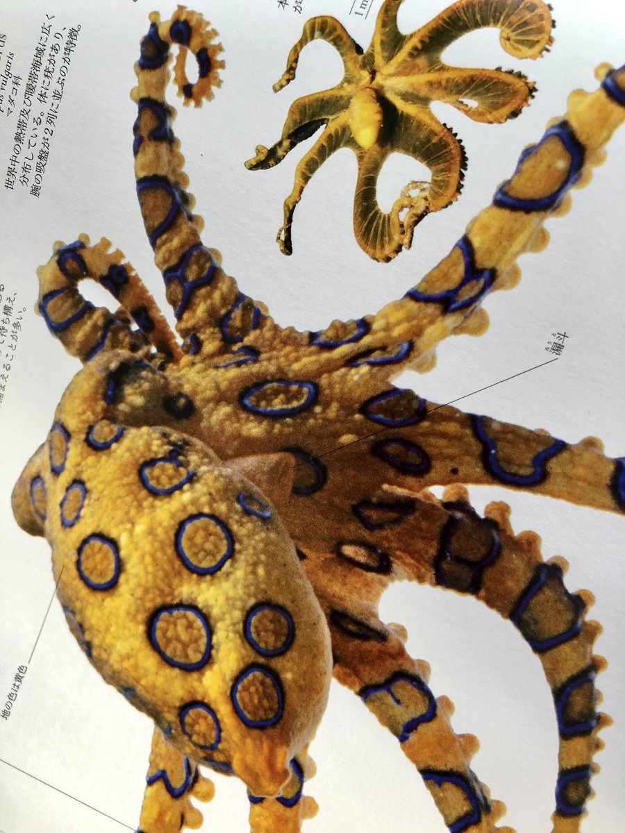 今日の釣果。結局アレから(5秒)悩んだ挙句、光の速さで買ってきました。
これは素晴らしい。妄想が捗るw 