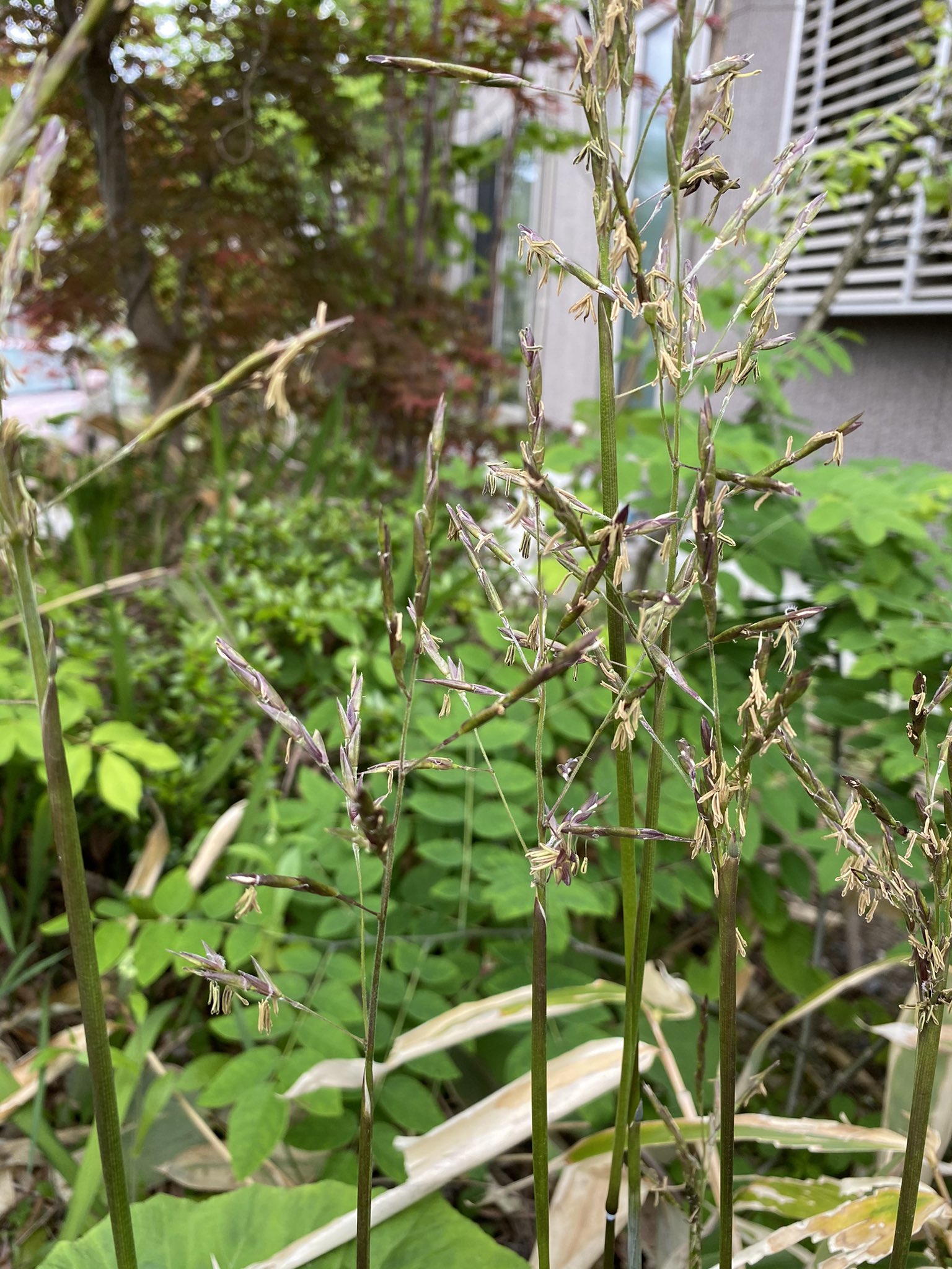ろん 竹の花 初めて見たーーー なんかめちゃくちゃ珍しいんだってね 竹の花 T Co Inyclwuqac Twitter